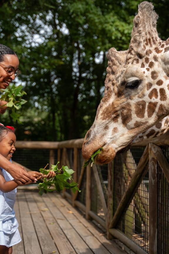 A mother and daughter feeding a giraffe at the Memphis Zoo.