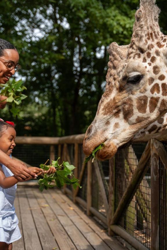 mom and toddler feeding giraffe at memphis zoo