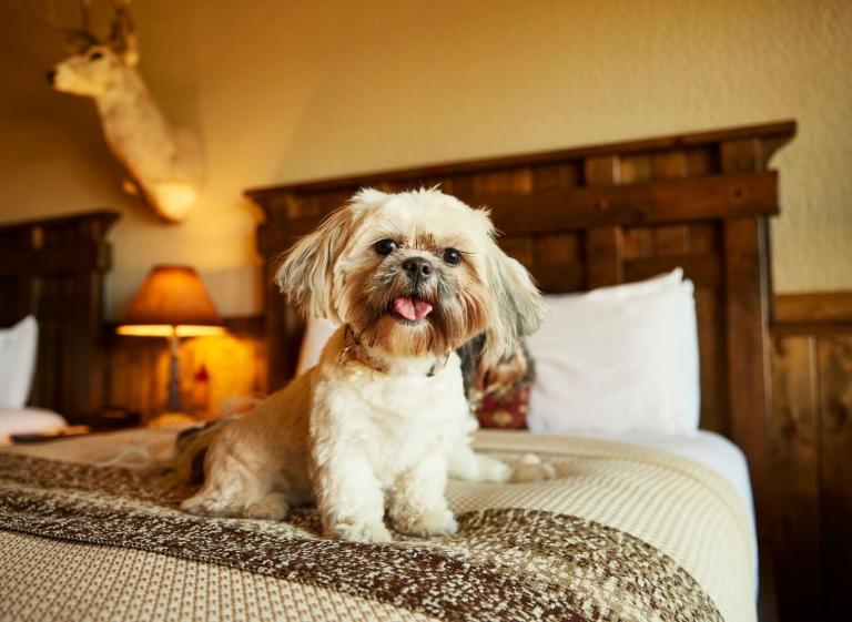 BC Pet Friendly Rooms Photo 4